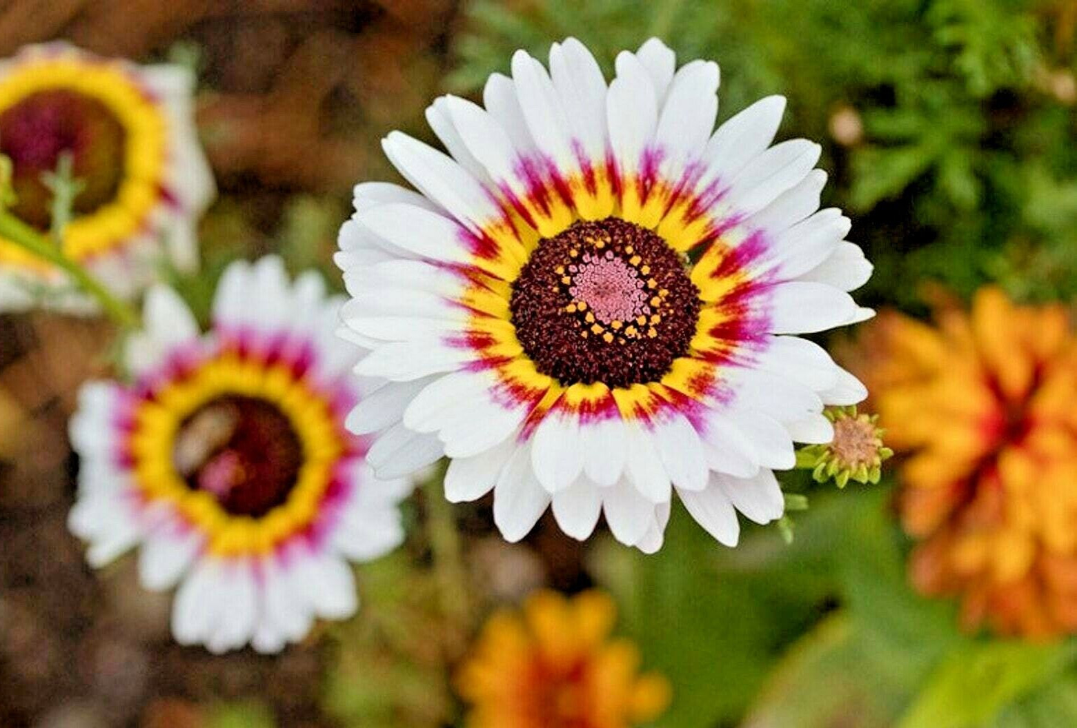 1000+ PAINTED DAISY MIX SEEDS – HUGE FLOWERS – BUTTERFLIES BEES – BRIGHT COLORS