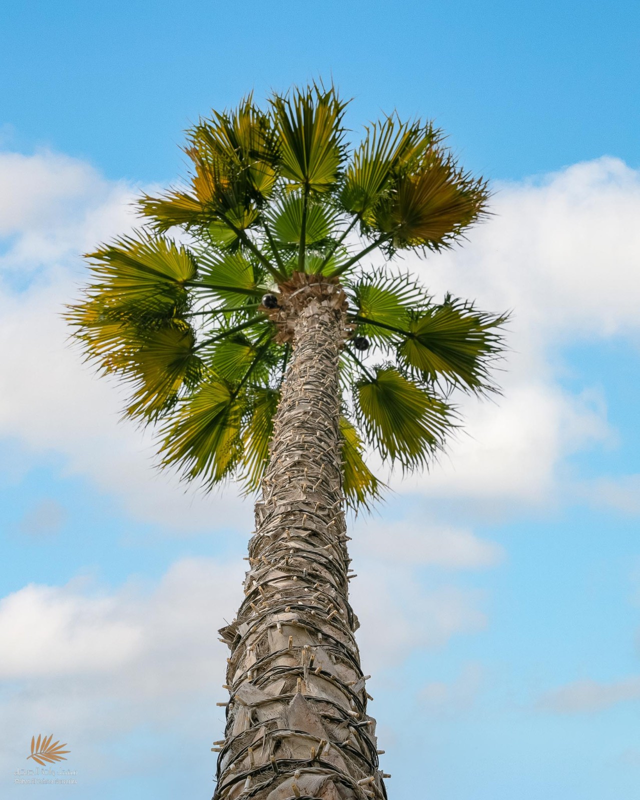 Mexican Fan Palm 10 Seeds Washingtonia Robusta Free Shipping!