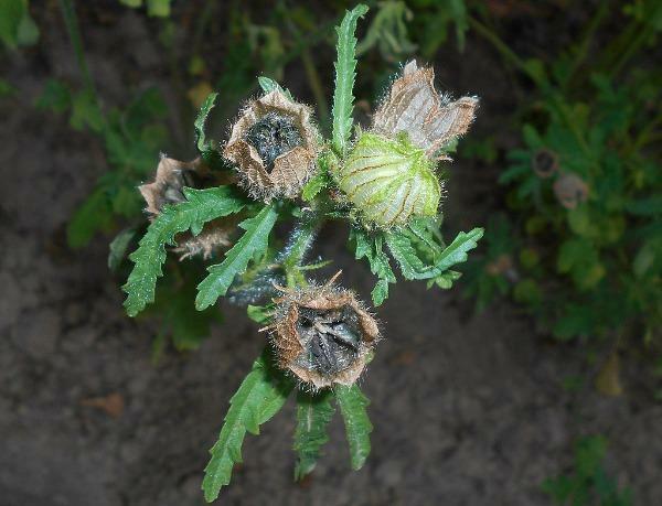 Hibiscus cannabinus | Yellow Flower | Kenaf | 10 Seeds