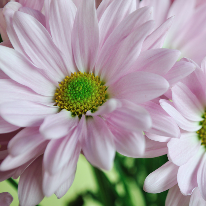 Daisy Seeds 125+ Seeds Daisy Flower, Flower Seeds, Annual Seeds, Garden Seeds