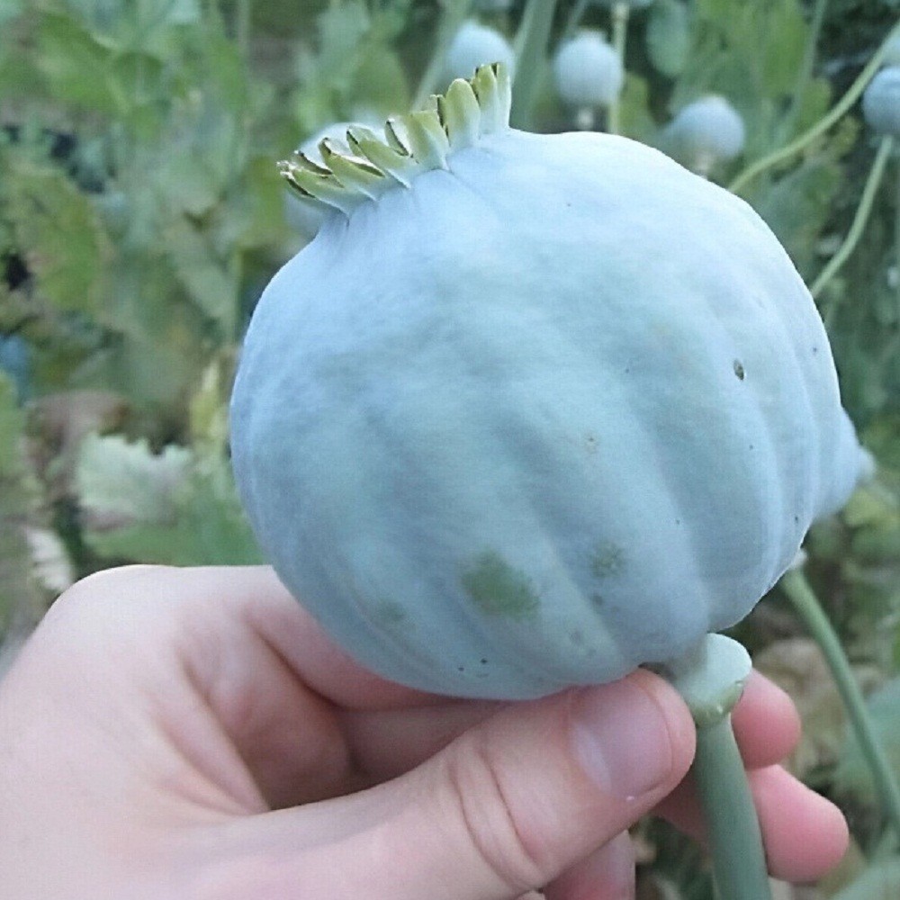 2,500 The Giant Rattle Papavear Somniferum Giganteum Poppy Seeds Huge Pods