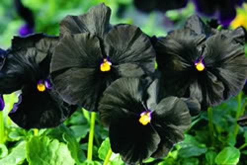 50 BLACK PANSY Clear Crystals Viola Wittrockiana Flower Seeds *Comb S/H