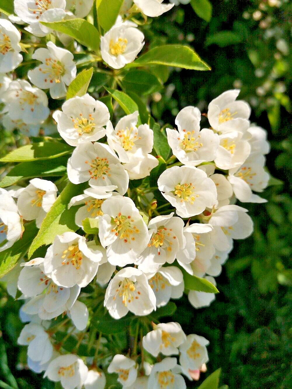 Sargent’s Crabapple Tree | Premium Seeds | Malus sargentii ‘Spring’ | Plants’®