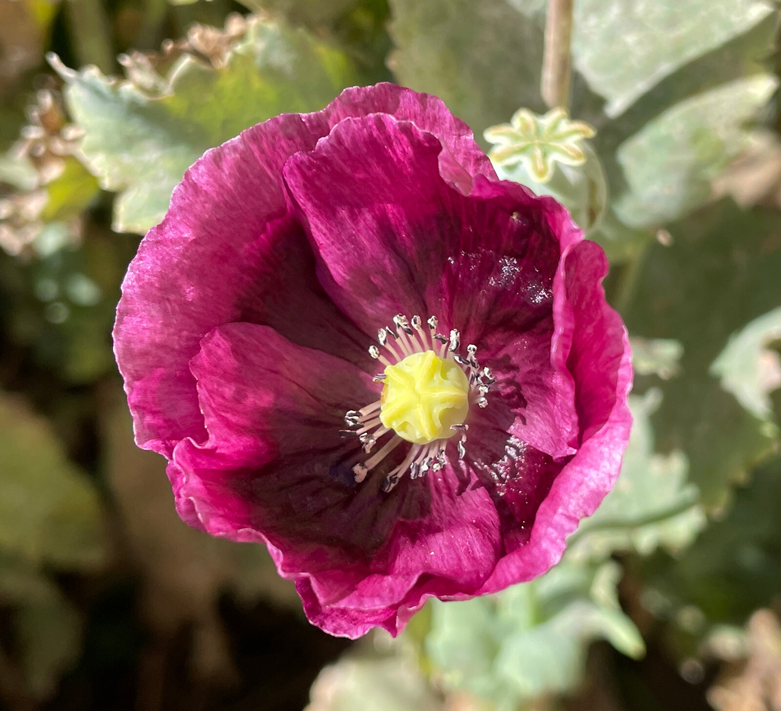 Homegrown Pam & Lauren’s Grape Poppy Seeds, 2 gram pack, PROLIFIC, Plant in Fall