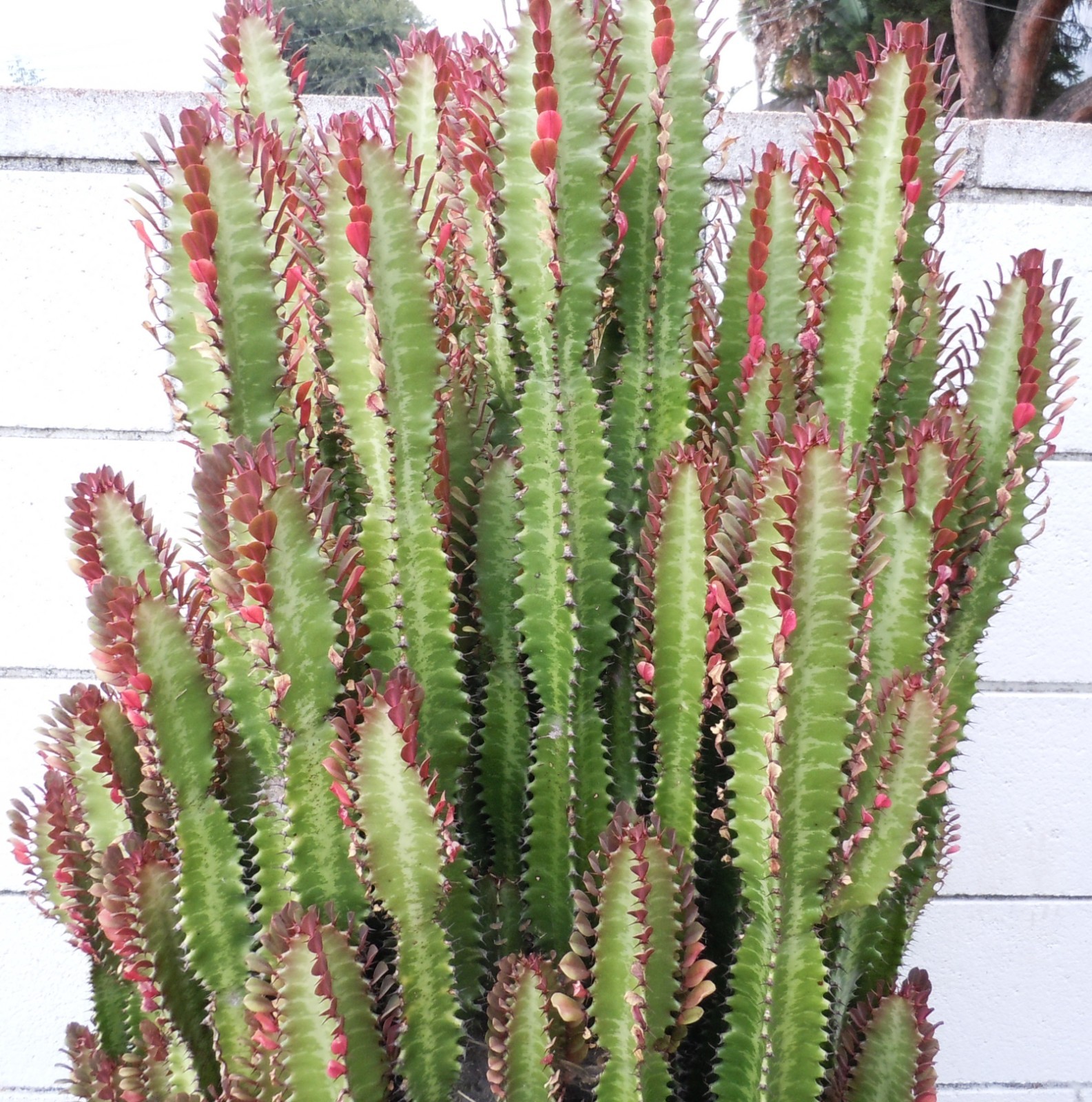 Live Succulents – Euphorbia Trigona Rubra Red African Milk Tree (11 inches)