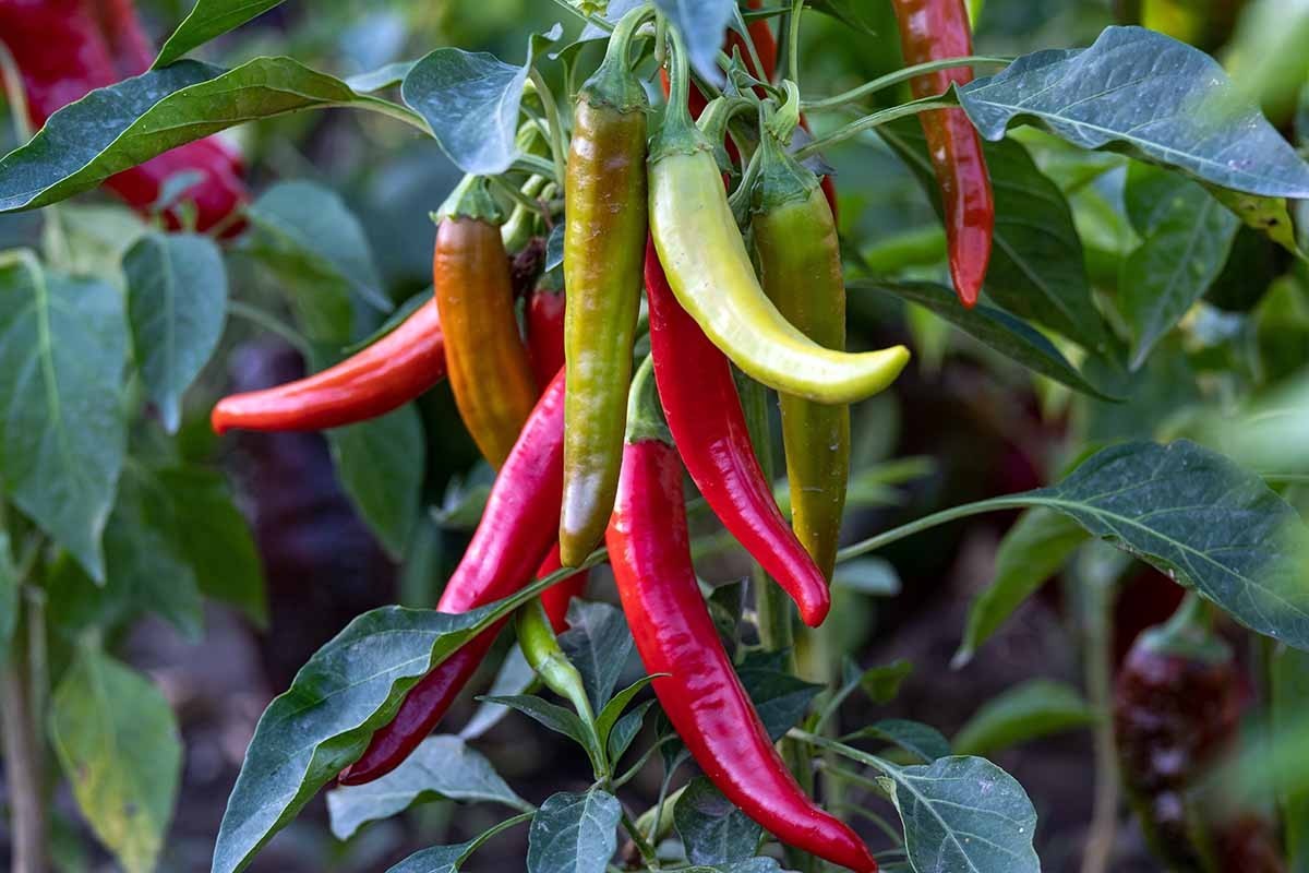 20x Cayenne 2025 Season | Non-GMO Organic Hot Pepper Seeds | FREE SHIP