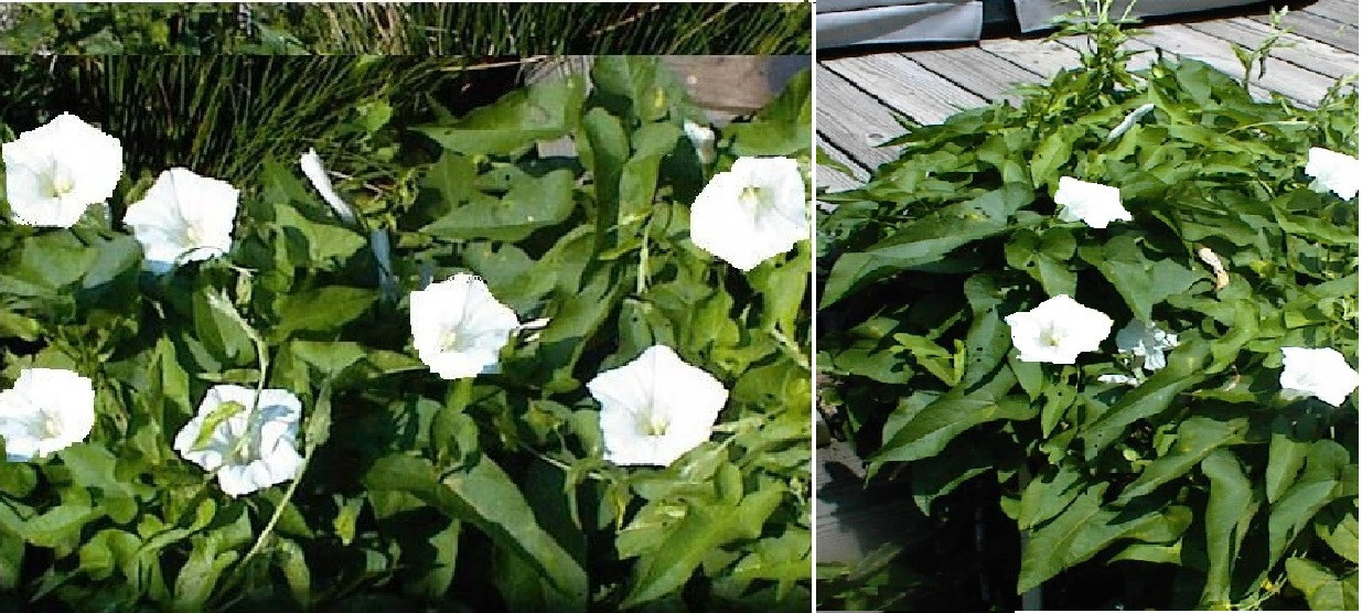 White Morning Glory Perennial Wild Vine Flowers 25++SEEDS USA Seller Home Grown