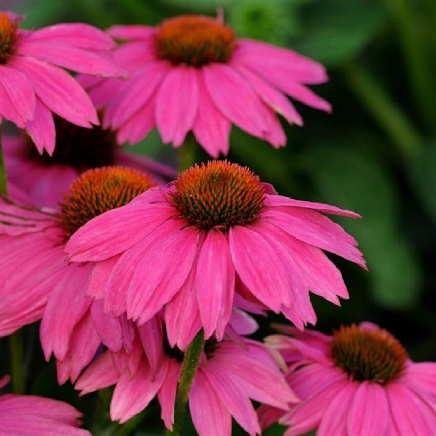 Echinacea Seeds Cone Flower Seeds Echinacea Pow Wow Wild Berry 25 Seeds