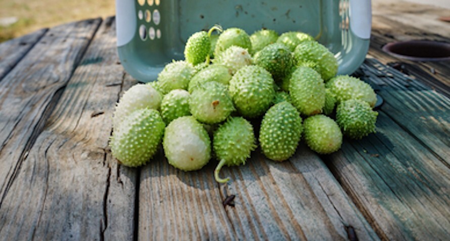 10 Heirloom Jamaican Burr Cucumber Seeds- All Natural- Gherkin