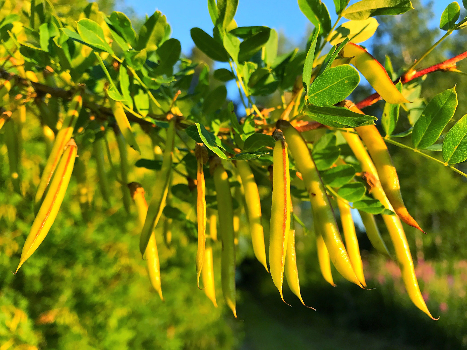 25 SIBERIAN PEASHRUB Caragana Arborescens Peatree Yellow Flower Vegetable Seeds