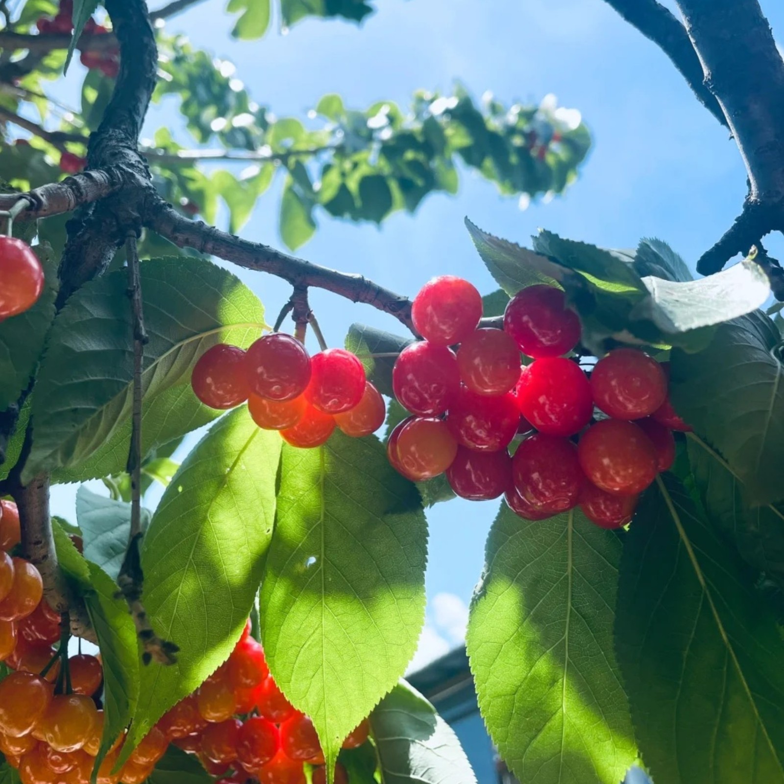 30 Sweet Cherry Seeds – Juicy Red Cherries for Home Orchards & Backyard Gardens
