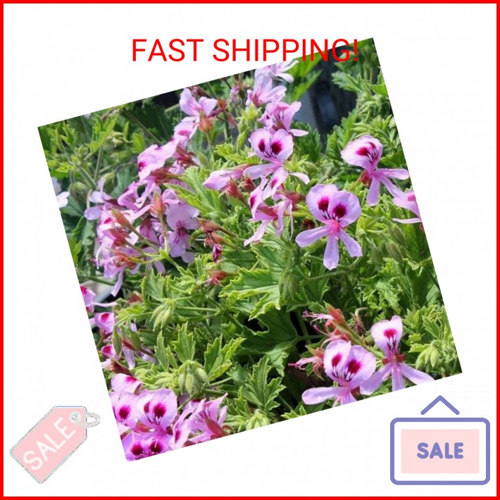 1500 Citronella Plant Seeds Non-GMO Citronella Plant Seeds Home Heirloom Garden