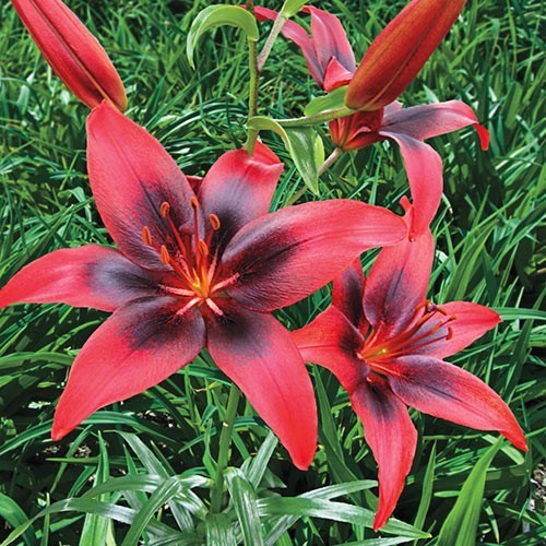 1 LONDON HEART TANGO Asiatic Lily Live Flower Bulb PERENNIAL Free Shipping