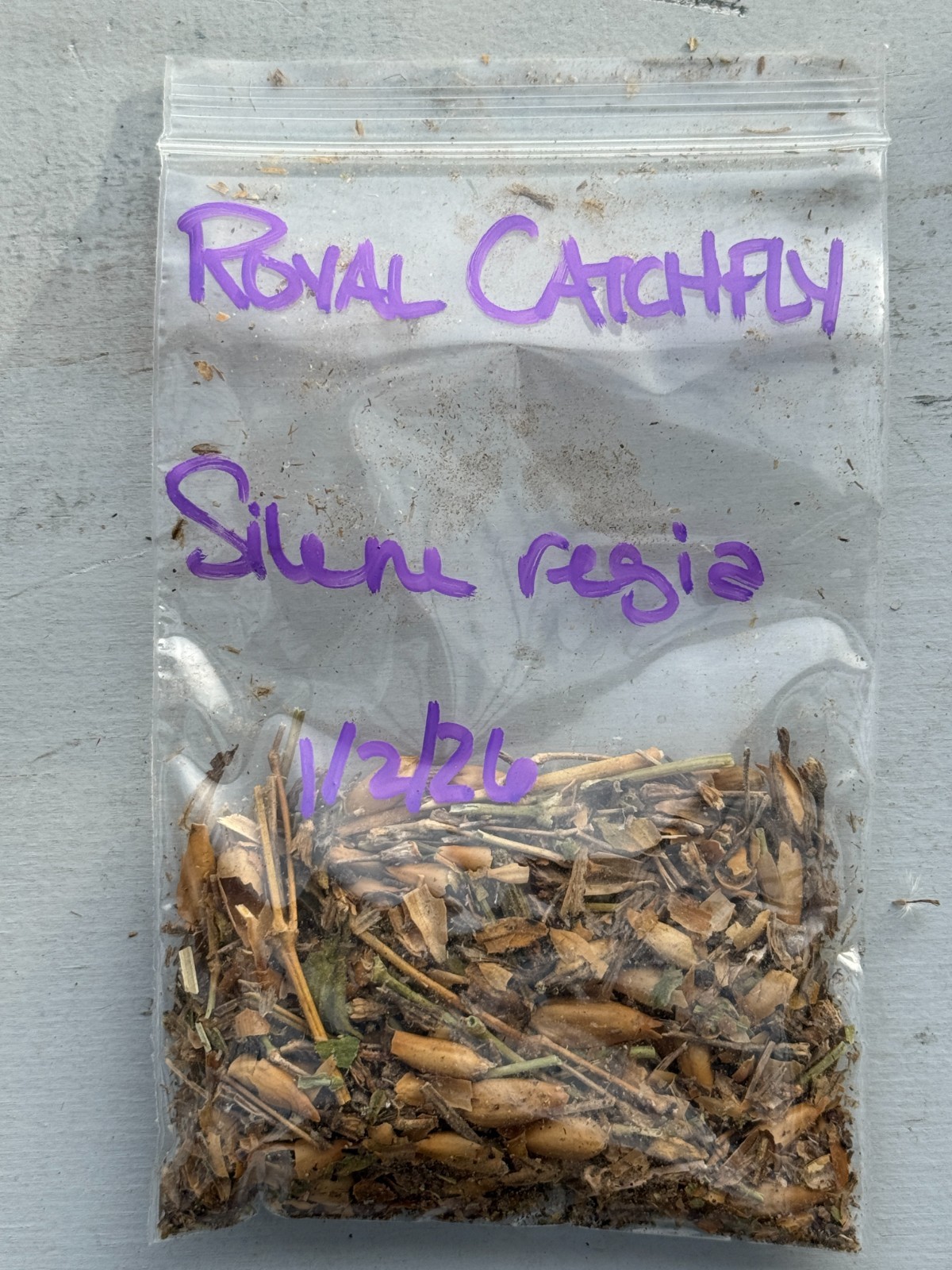 BULK SEEDS!…Silene regia…Scarlet Royal Catchfly/Silene…QTY/bag=250