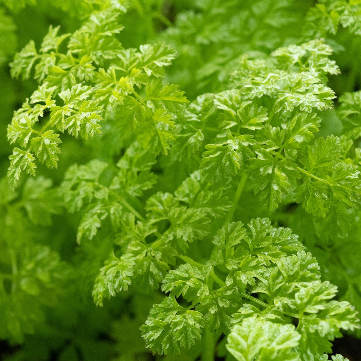 1/4 Lb Winter Chervil Herb Seeds – Everwilde Farms Mylar Seed Packet
