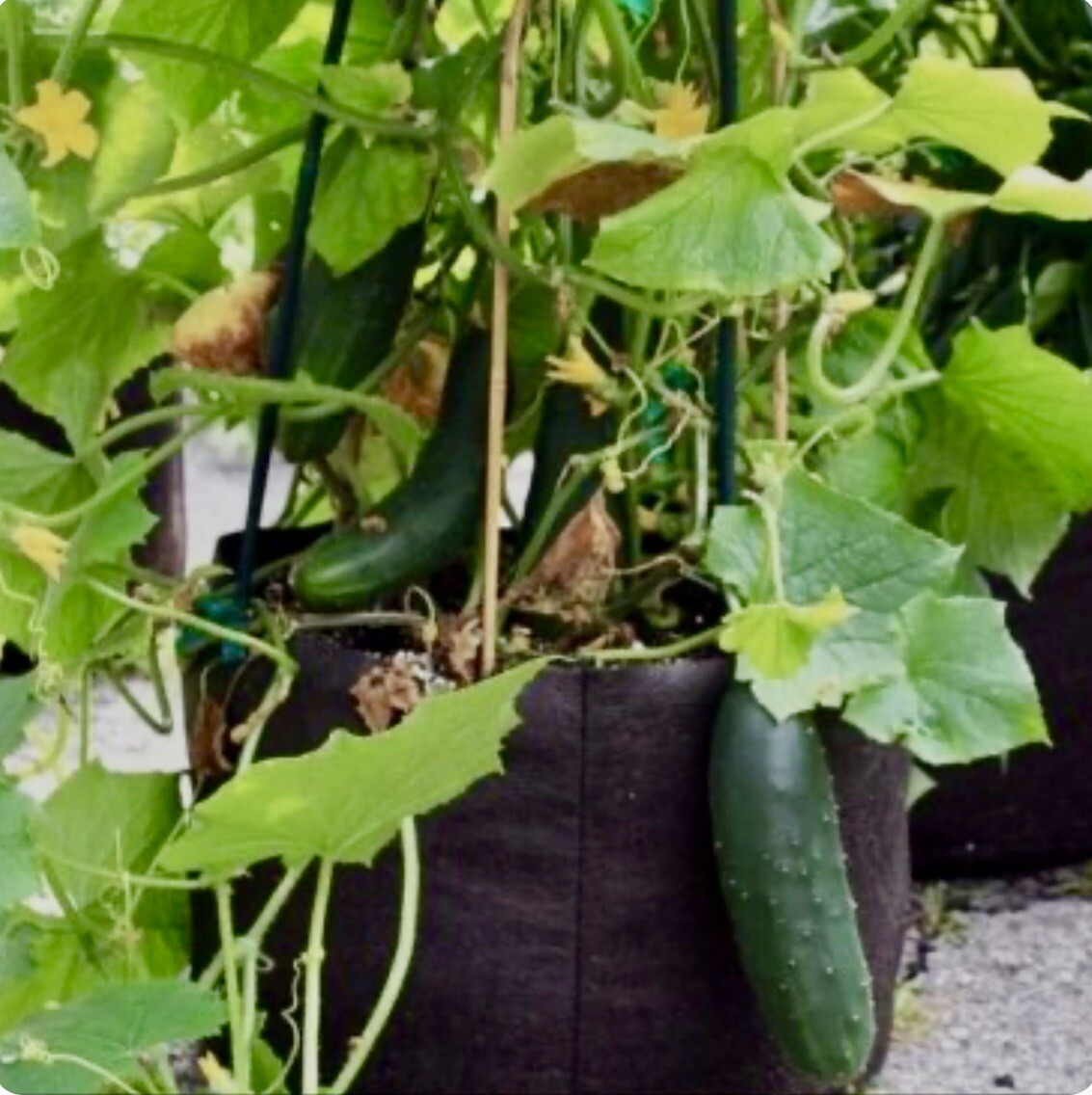 Spacemaster 80 Cucumber Seeds