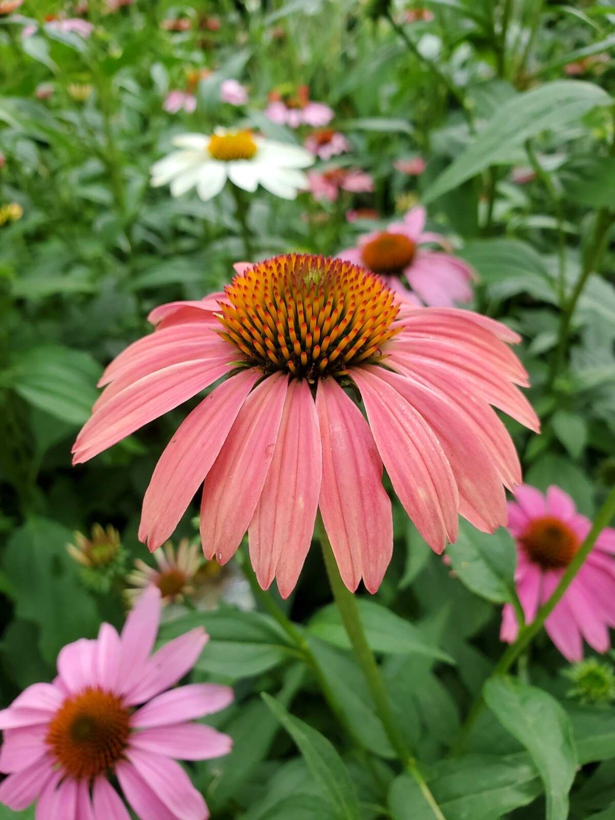 Red & Orange Cheyenne Spirit Mix 30+ Fresh Seeds Coneflower Echinacea Farm Fresh