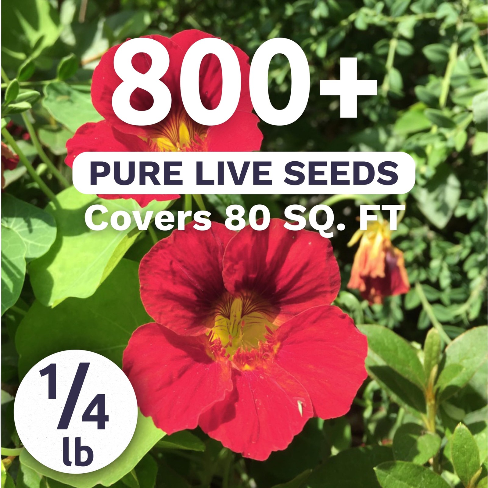 Nasturtium Flower Seeds 800 Count Cherry Rose for Planting, 4 Ounce Packet