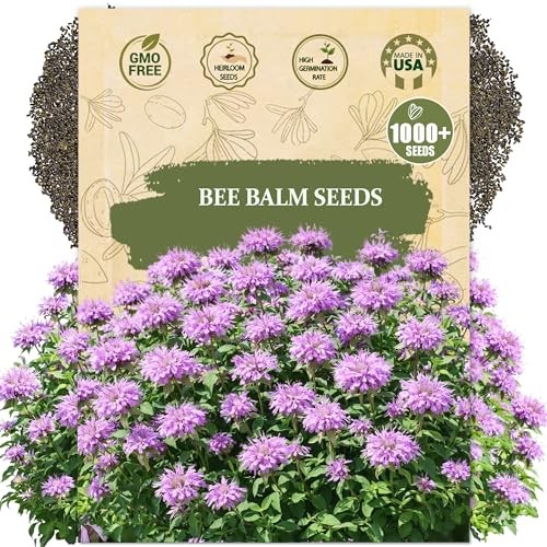 Premium Wild Bergamot Seeds (Monarda fistulosa) – 1000+ Heirloom, Non GMO Bee