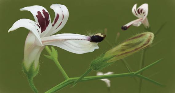 Andrographis paniculata 50 Seeds, Medicinal Supplement King of Bitters, Chiretta