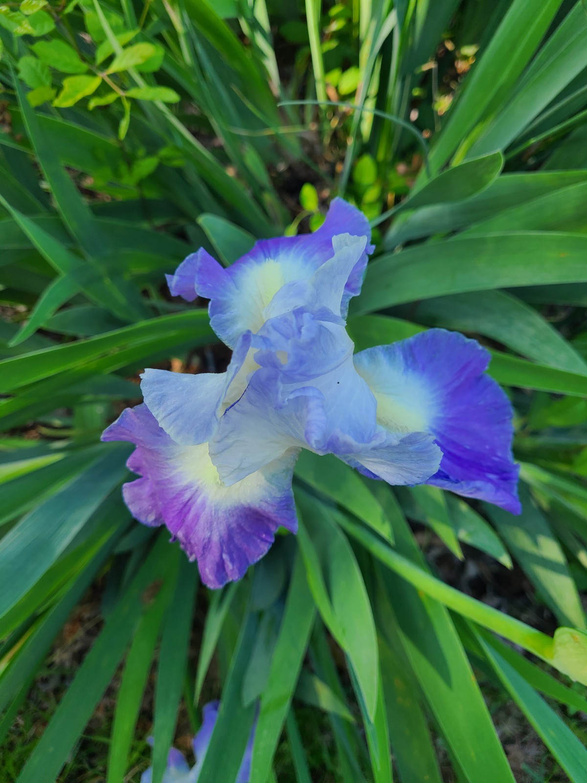 2 Light Purple Tall Bearded Iris Rhizome ~ Bulb ~ Reblooming Rhizomes