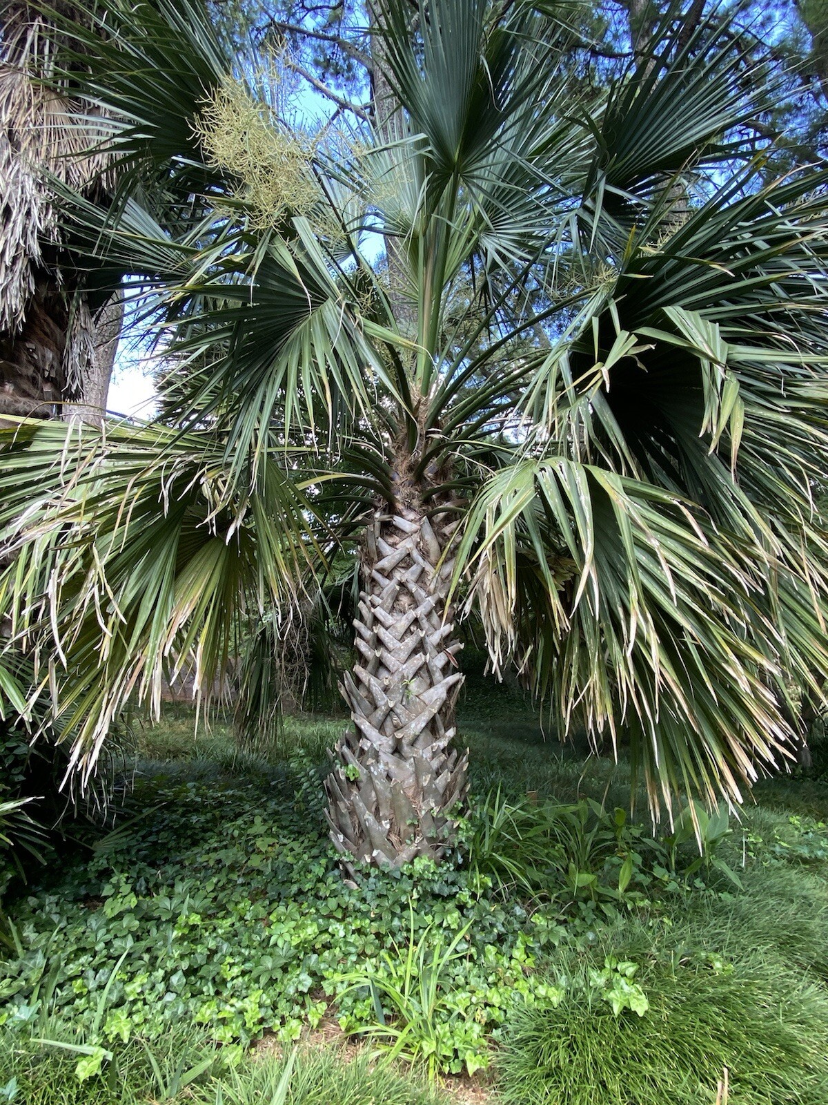 5 Fresh Sabal Birmingham Seeds – Cold Hardy in Carolinas and Virginia (Zone 7a)