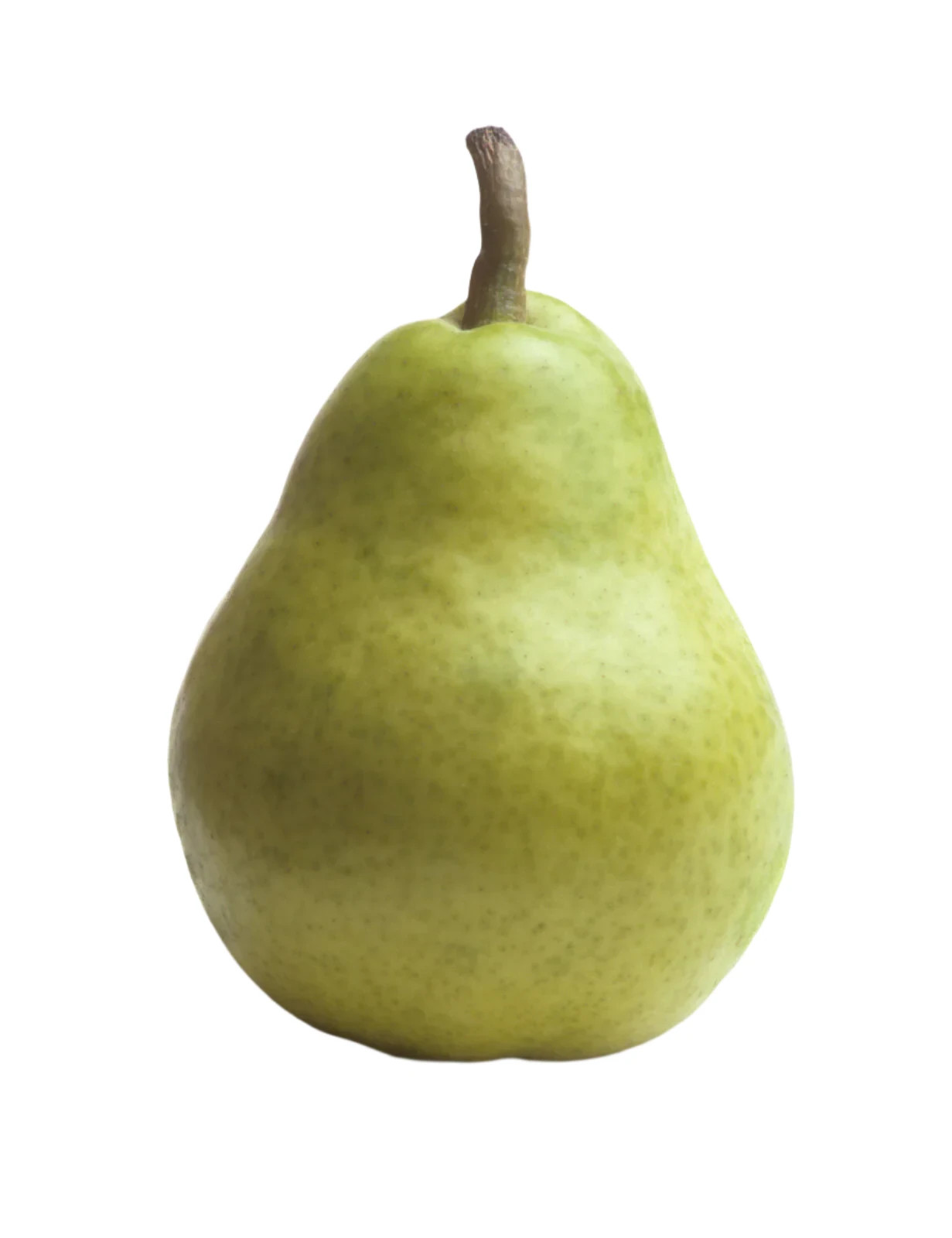 1 (One) Live Plant (Seedling) of “GREEN d’ANJOU PEAR” about 7-12″ Tall (ROOTED)