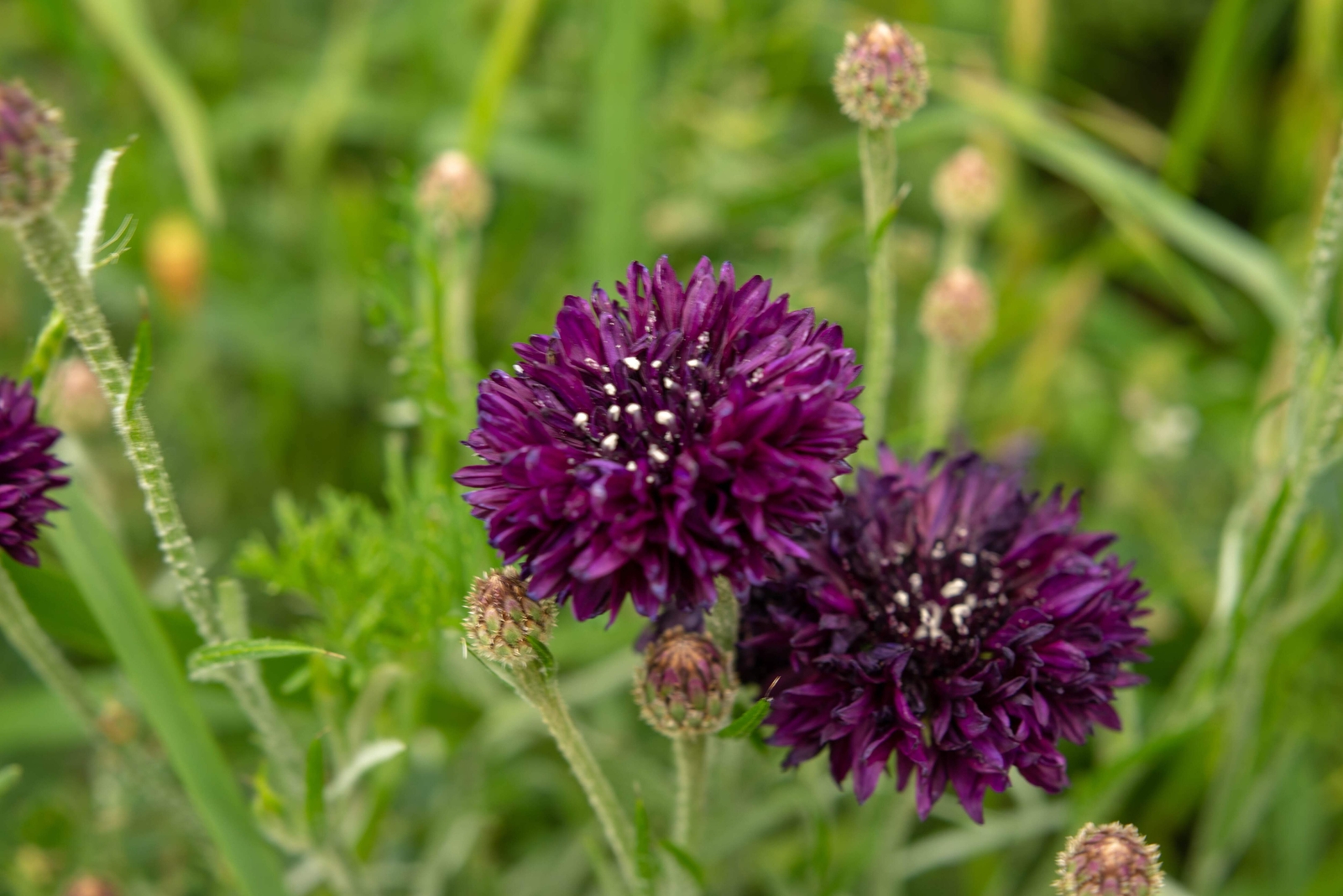 25 Black Garnet BACHELOR’S BUTTON / CORNFLOWER Centaurea Cyanus Flower Seeds