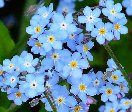 FORGET ME NOT Myosotis Sylvatica – 5,000 Bulk Seeds