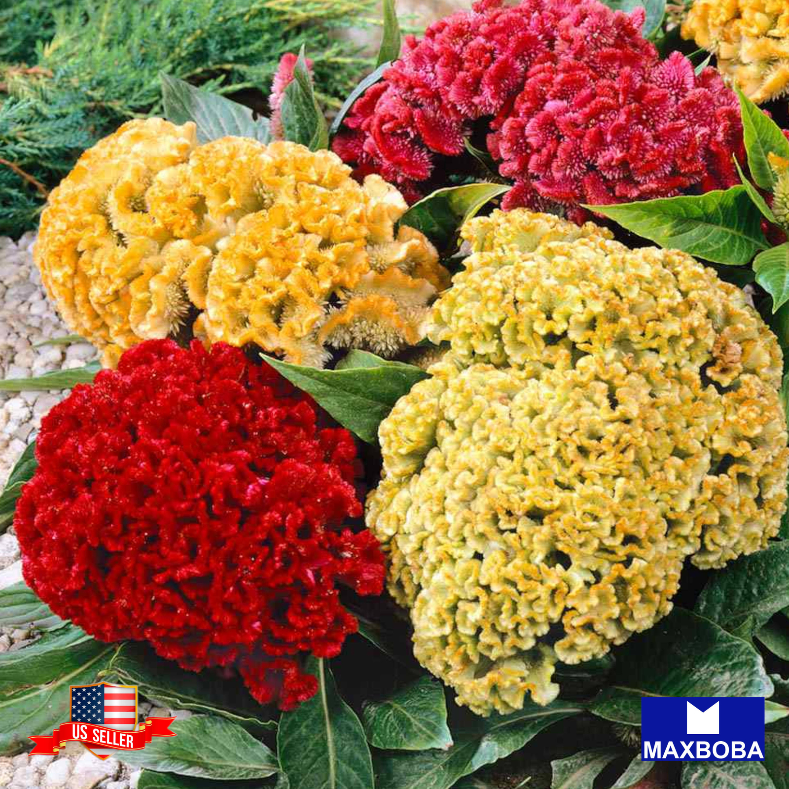 Celosia Seeds Crested Armor Mix