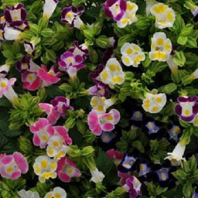 BIN#1R7D5 Torenia Seeds Kauai Mix Seeds 50 Pelleted Seeds