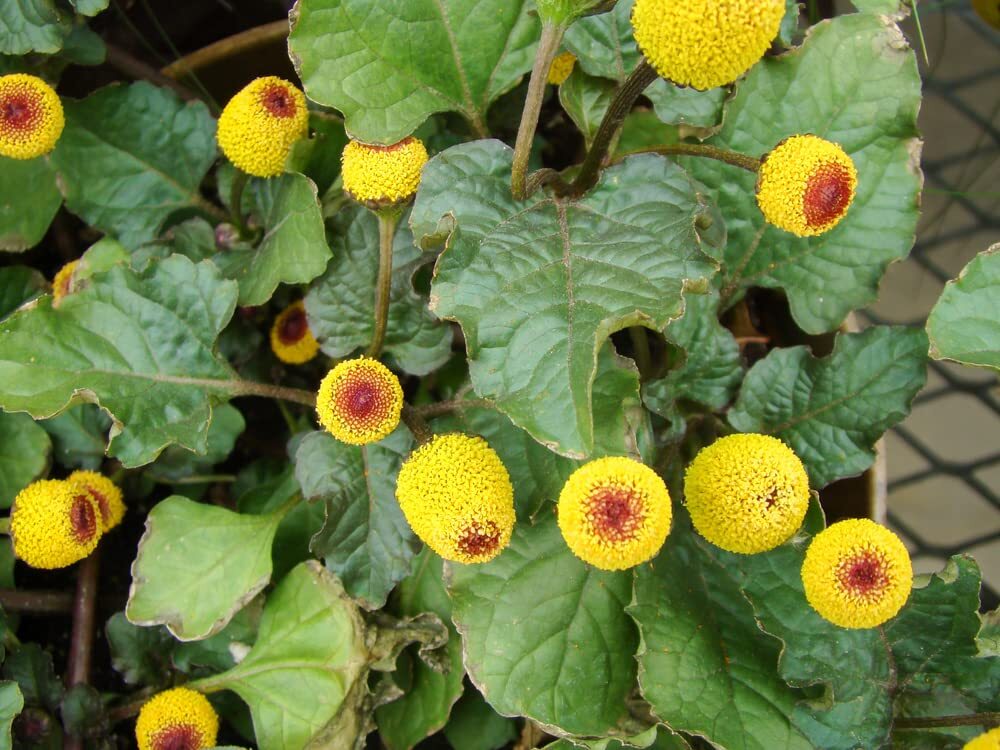 Toothache Plant Seeds to Grow – 300+ Seeds of This Exotic Wonder