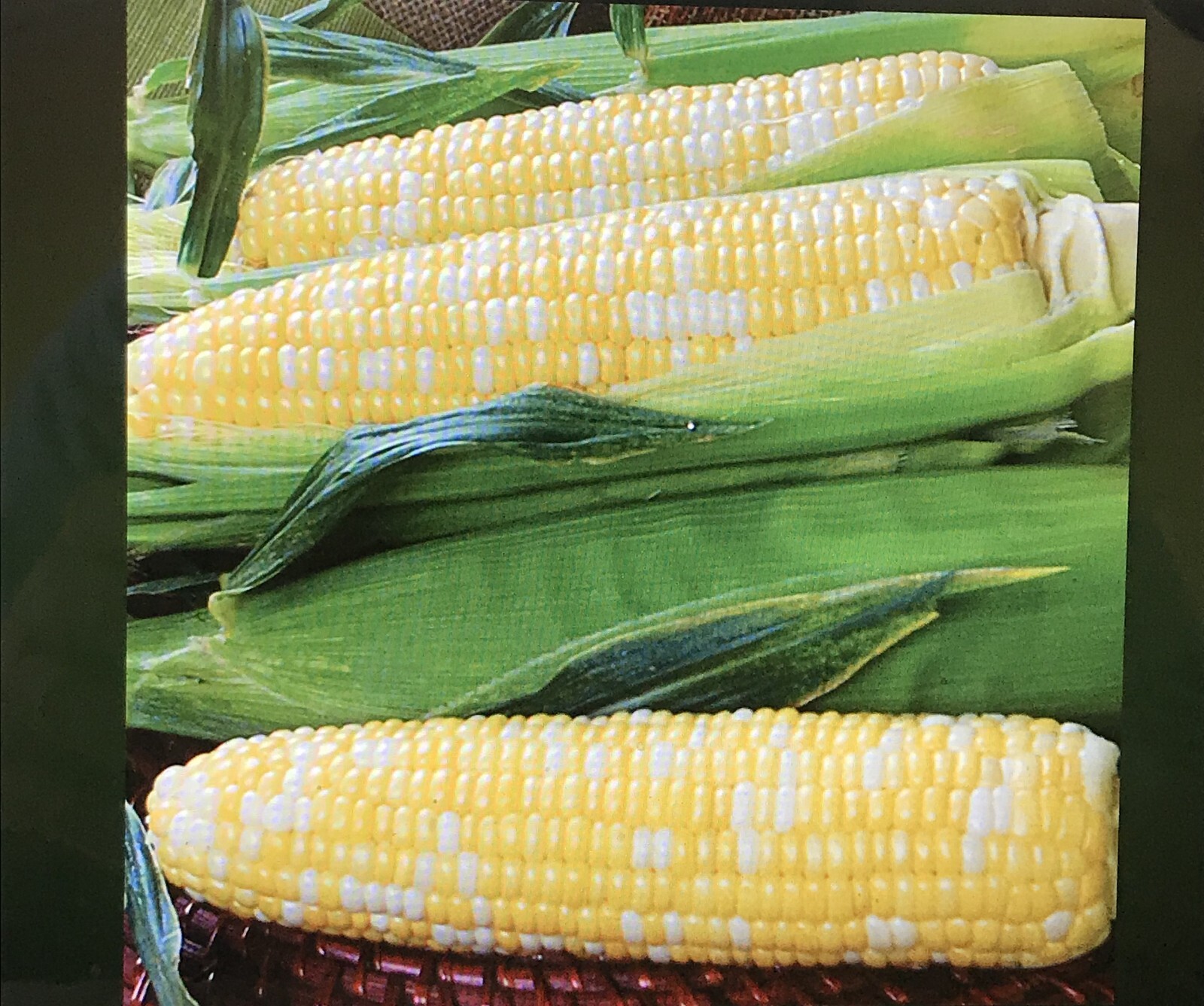 G90 Delicious Hybrid Sweet Corn Seed Bicolor Treated 350 Seeds, 4oz. 95% Germ.