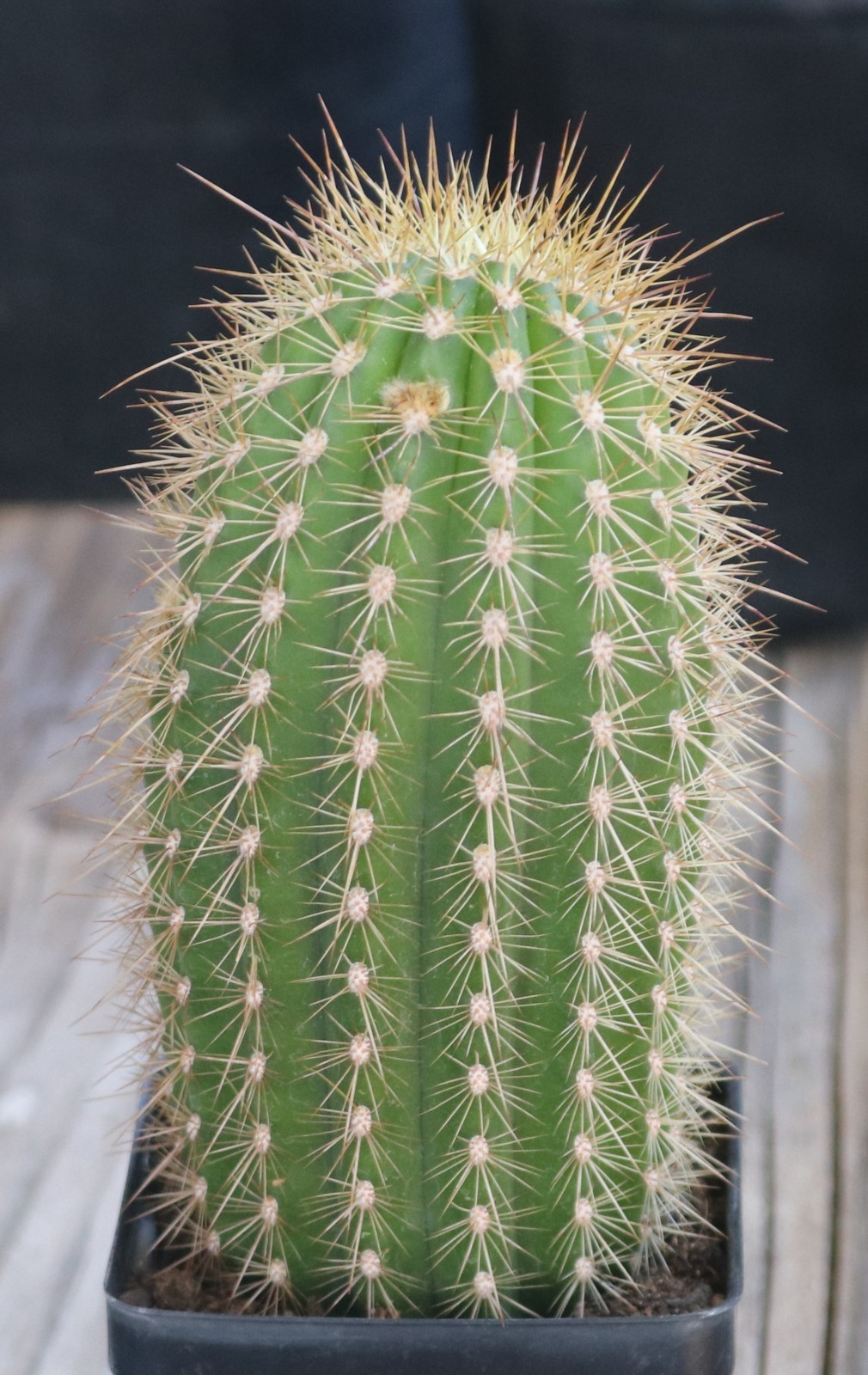 Tricho hybrid ‘Chris’