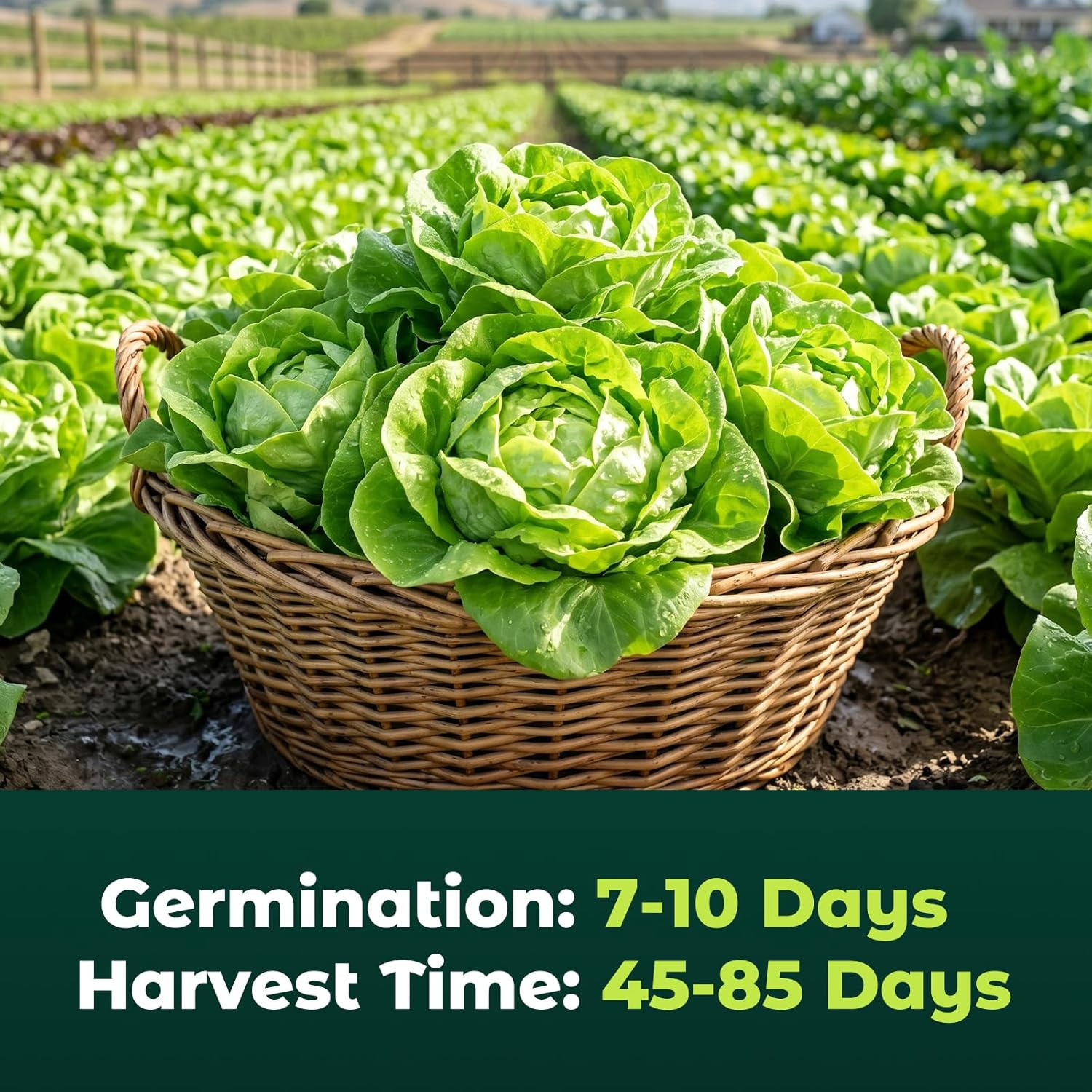 Buttercrunch Lettuce Seeds – 2500 Heirloom Seeds for Planting, Butter Lettuce Se