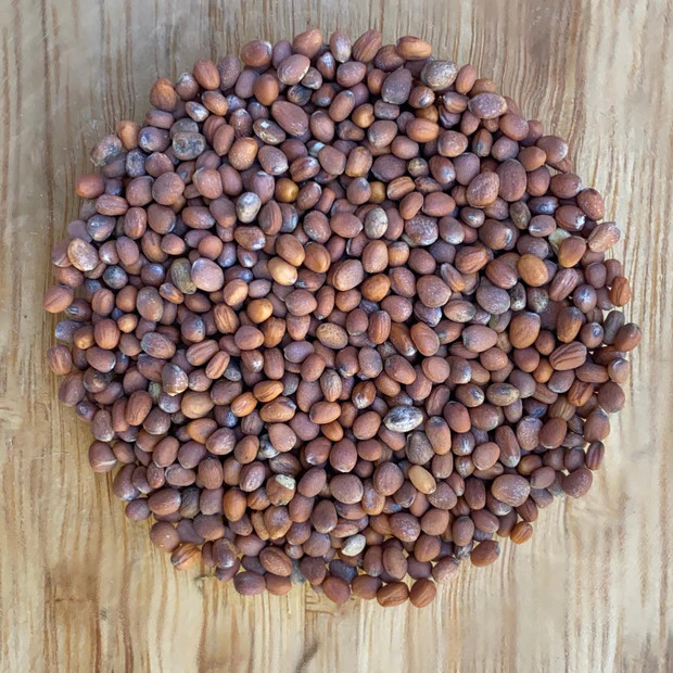 90 Organic Heirloom Crimson Sweet Watermelon Seeds Giant Super Sweet Melon 25LB