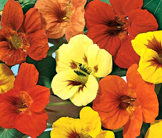 NASTURTIUM JEWEL MIX Tropaeolum Majus – 275 Bulk Seeds