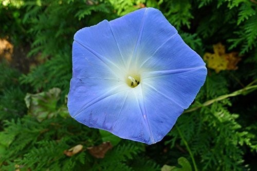 Heavenly Blue Morning Glory Seeds – Untreated Ipomoea Tricolor (1 lb) – Fast Gro