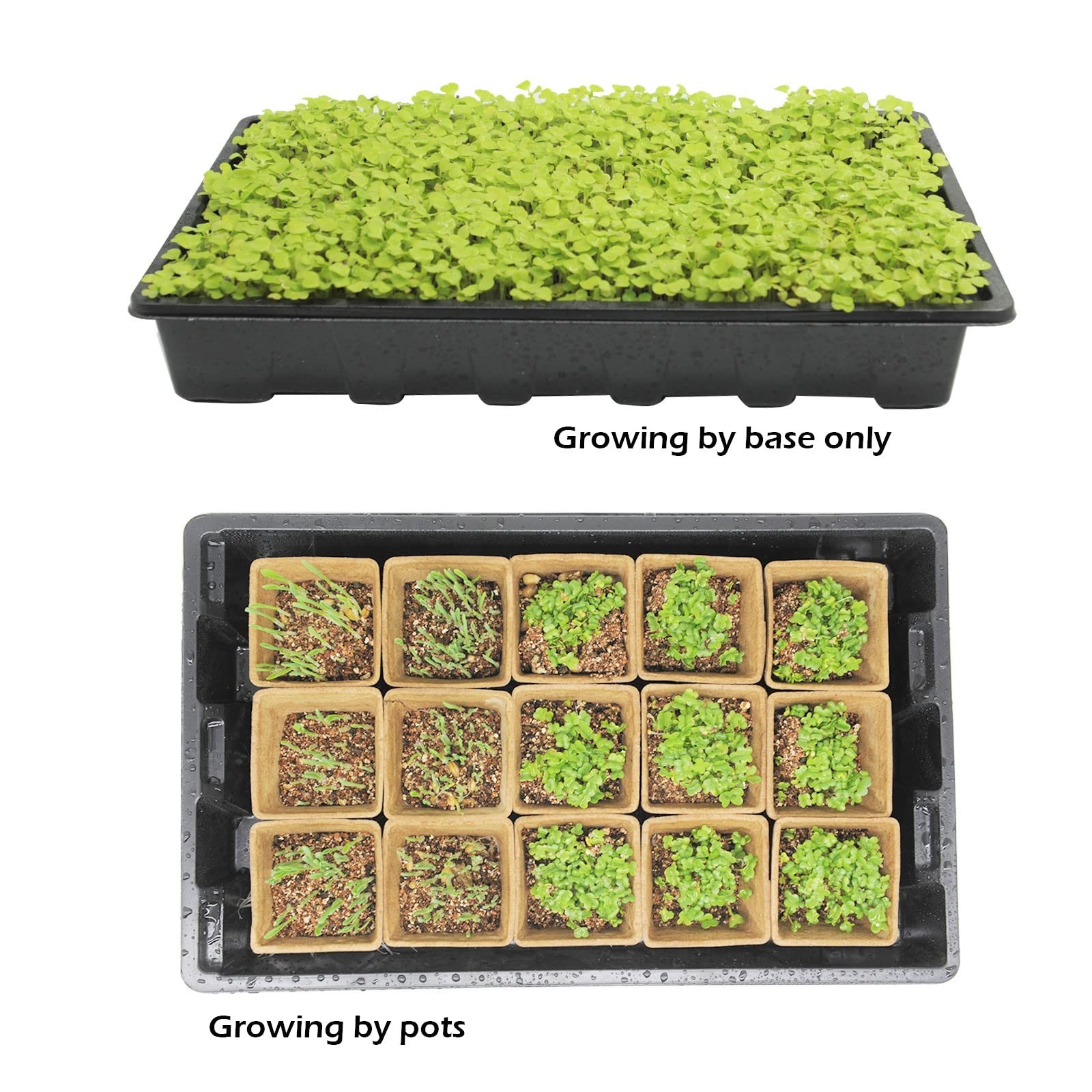 Taietc Seed Starter 9 inches (W) x 14.5 (L) x 4.5 (H), Black