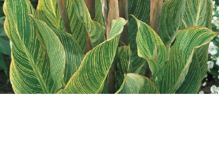 Canna PRETORIA BENGAL TIGER Lot Of (2) Rhizome Bulb Orange Flower Variegated