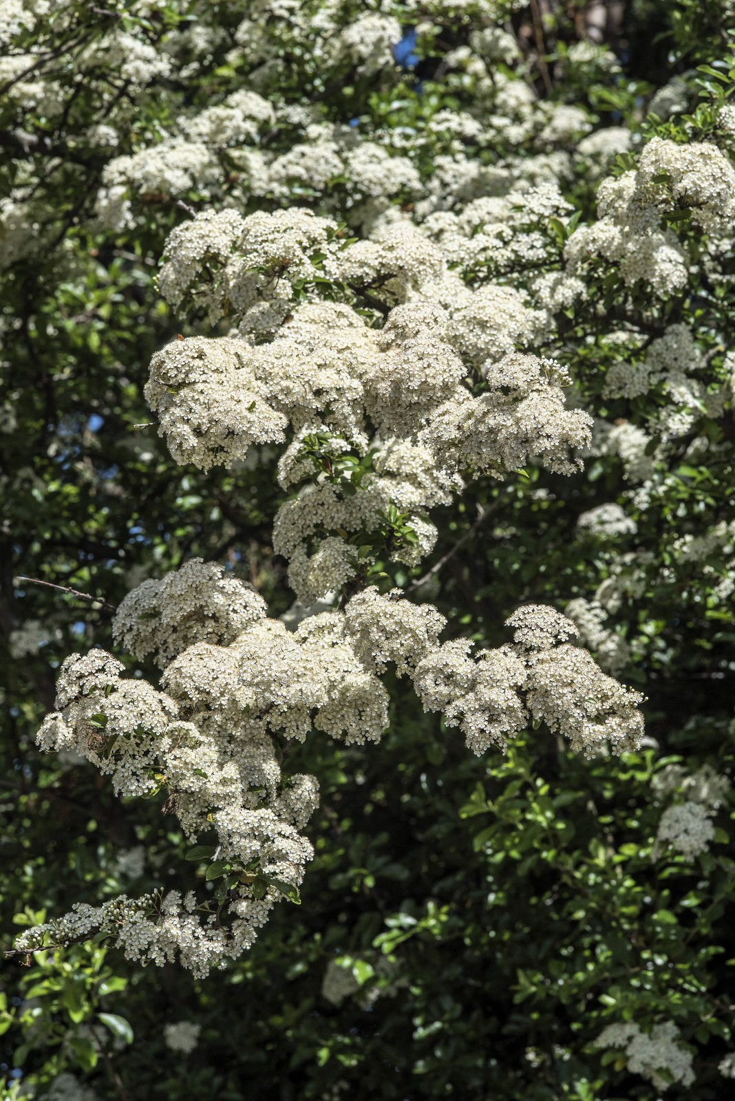 50 White CHINESE SPIREA Spiraea Chinensis Flower Bush Shrub Seeds