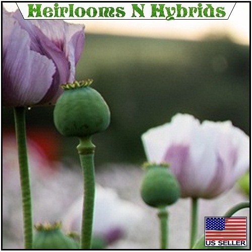 10,000 Tasmanian Poppy Seeds Papavr Somniferum For Planting White Purple Centers