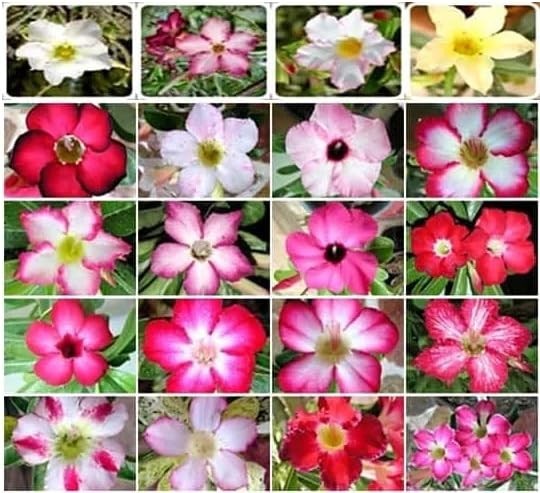 100 Desert Rose Seeds – Mixed Colors, Non-GMO Heirloom, Exotic Succulent, Drough