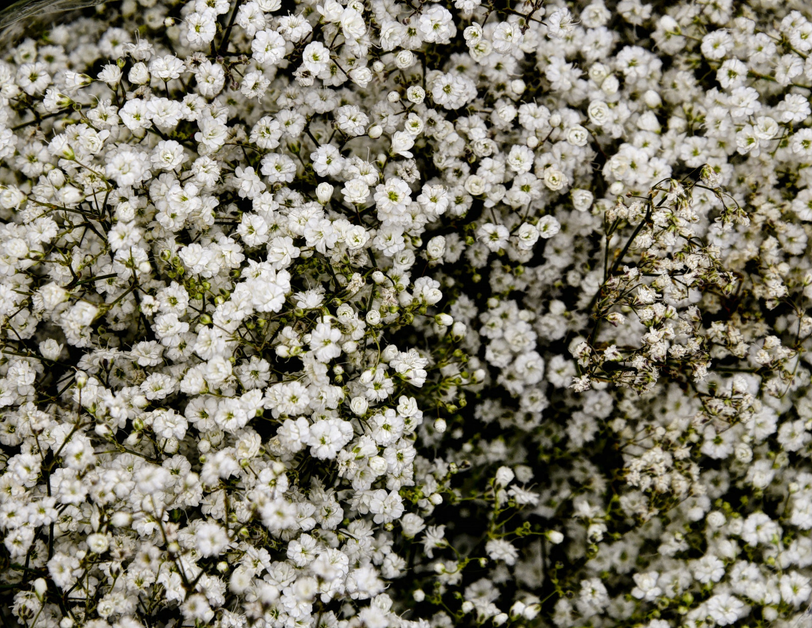 BABY’S BREATH SEEDS  500+ White Flowers (Gypsophila Elegans) | Drought Tolerant