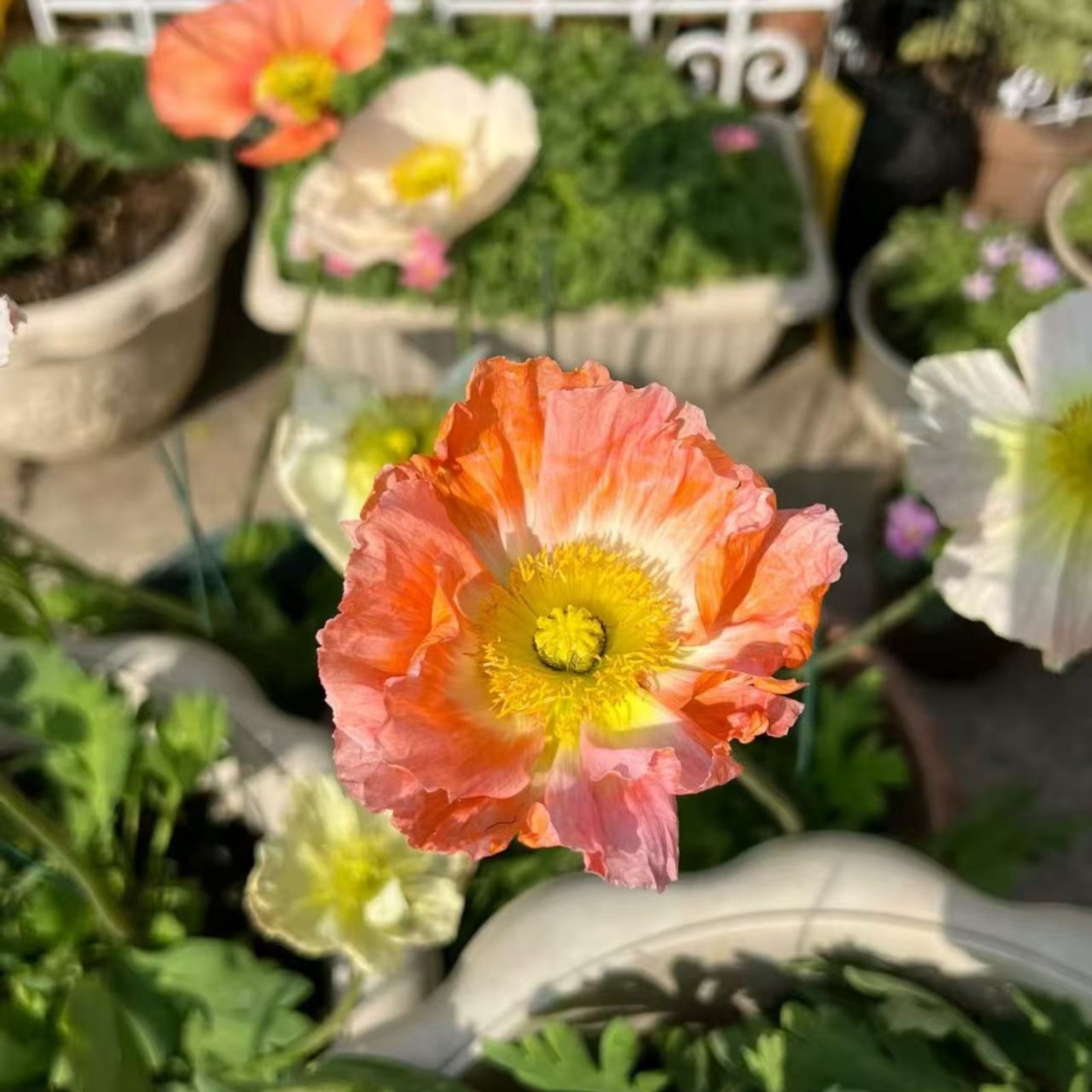 1000 Iceland Poppy Seeds – Mixed Colors Papaver nudicaule Heirloom Wildflower