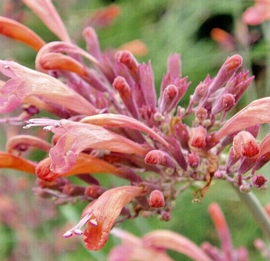 MEXICAN HYSSOP Seeds *FREE Shipping!* Agastache rupestris, Sunset Hyssop Herb