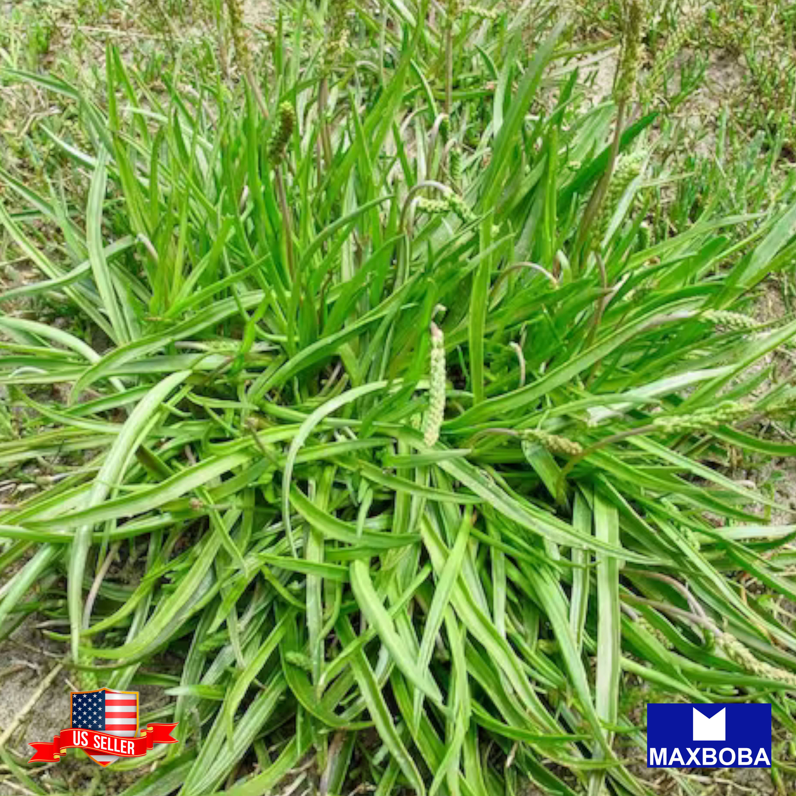 500+ Plantain Seeds Boston Heirloom Non-GMO BOGO 50% OFF