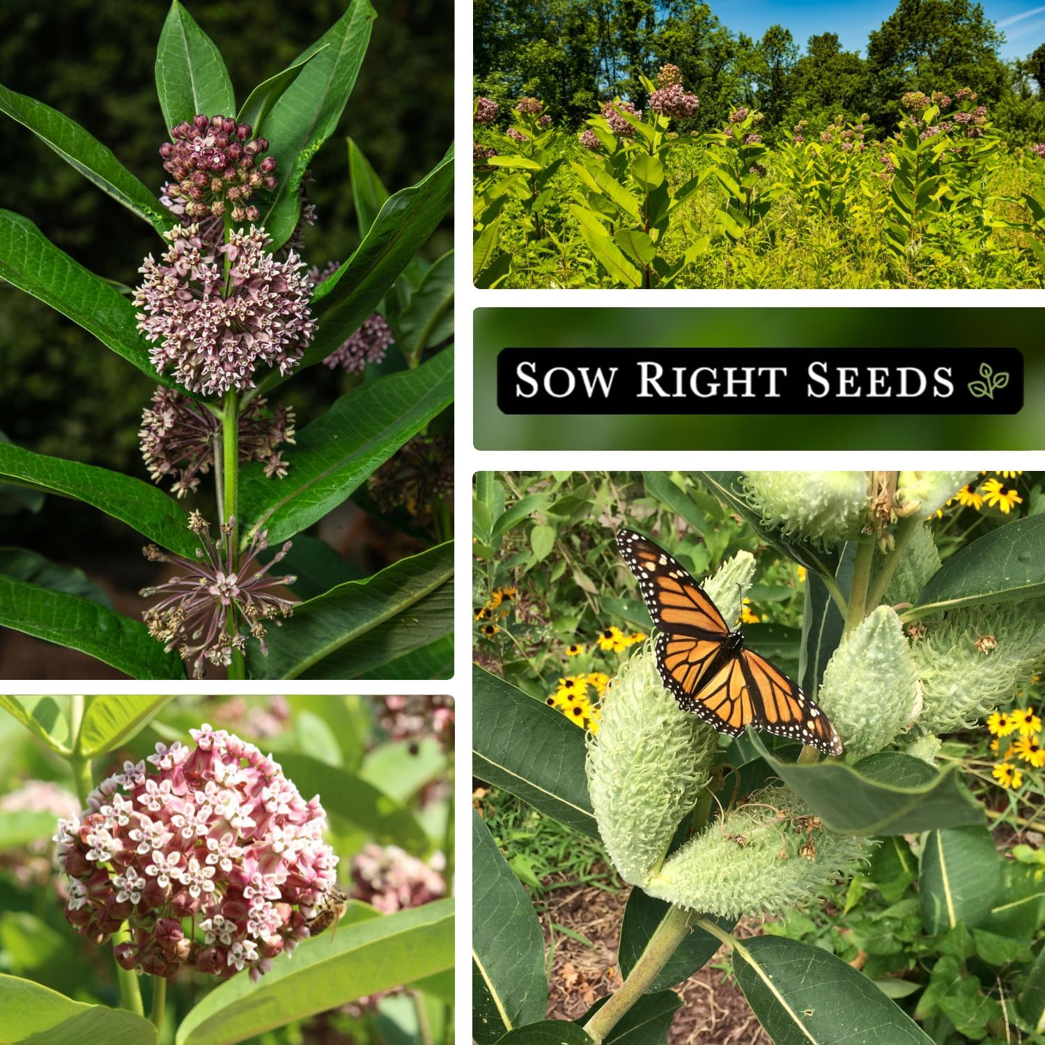 – Common Milkweed Seeds for Planting – Attract Monarch Butterflies to Your Garde