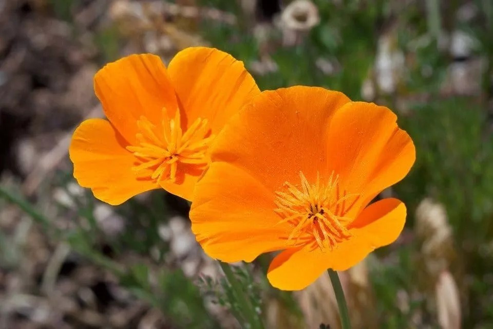 Poppy- California Orange- 500+ Seeds