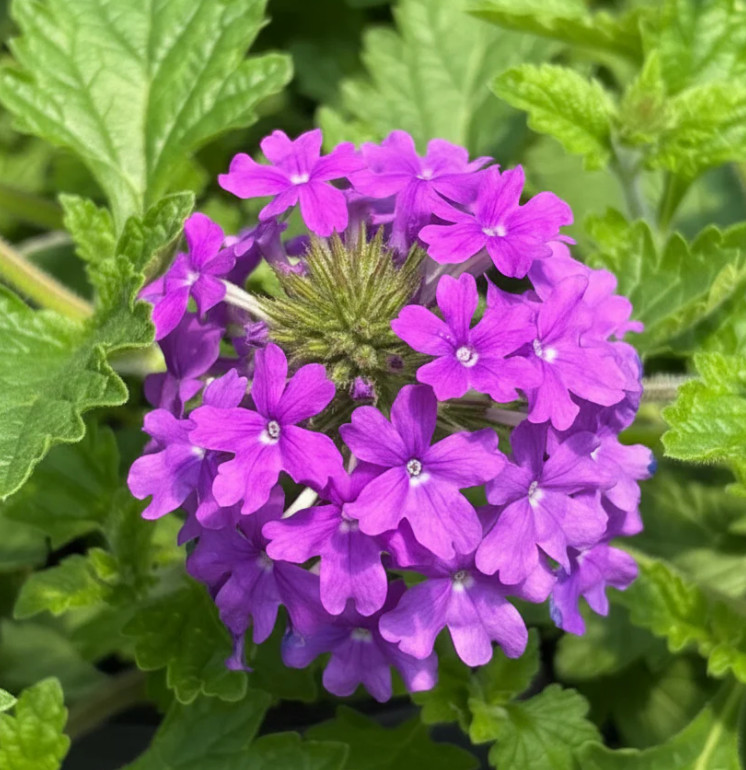 Purple Perennial Verbena Plant – 3-5″ Tall – Long-Blooming Purple Ground Cover